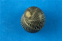 藏品(花蜑螺)的圖片